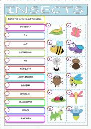 English Worksheet: Insects