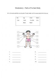 English Worksheet: Human Parts of Body