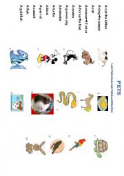 Pets vocabulary