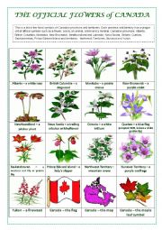 English Worksheet: THE OFFICIAL FLOWERS OF CANADA (a pictionary)