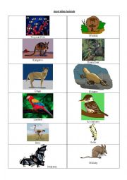 Australian Animals