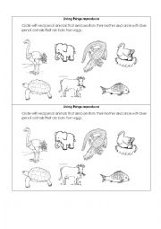 English Worksheet: Living things reproduce