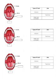 English Worksheet: Type of Teeth