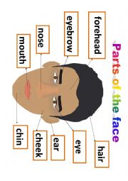 English Worksheet: PARTS OF THE FACE