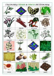 English Worksheet: CULINARY HERBS & SPICES PICTIONARY