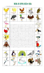 English Worksheet: BIRDS