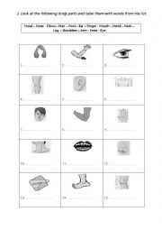 English Worksheet: body parts