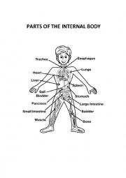 English Worksheet: Parts of the internal body