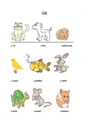 English Worksheet: Pets