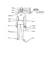 English Worksheet: Body Part