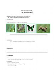 English Worksheet: life cycle of common animals