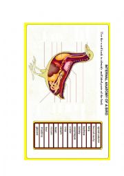 English Worksheet: Internal parts of Hen