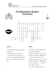 English Worksheet: Respiratory System Crossword