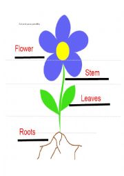 English Worksheet: parts of flower