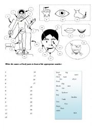 English Worksheet: Body Parts