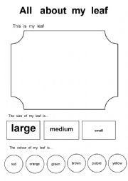 English Worksheet: All about my leaf