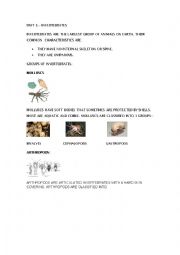 English Worksheet: Invertebrates