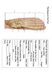 English Worksheet: The Bones in the Foot 