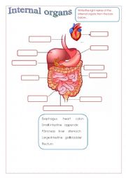 English Worksheet: Internal organs