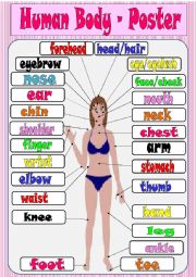 English Worksheet: Human body - poster