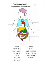 English Worksheet: internal organs