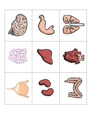 internal organs- flashcards