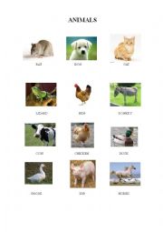 English Worksheet: animals