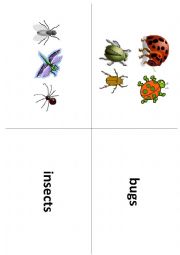 What animals eat - flashcards
