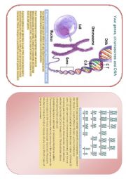 genes, chromosomes and DNA