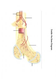 English Worksheet: Inside the Bone