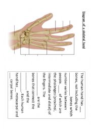 English Worksheet: The Bones in the Hand