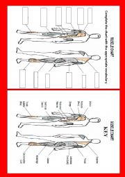 Muscle chart  worksheet with key