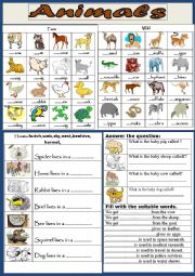 English Worksheet: Animals