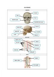 English Worksheet: OUR BONES