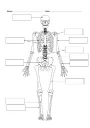 English Worksheet: bones