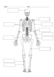 English Worksheet: bones