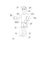 English Worksheet: Parts of the body