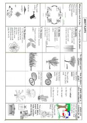 English Worksheet: PLANTS