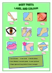 English Worksheet: Colour the Body Parts