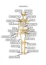 English Worksheet: HUMAN SKELETON