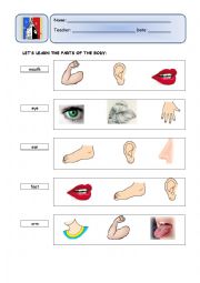 English Worksheet: Parts of the Body