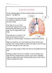 English Worksheet: Your Lungs