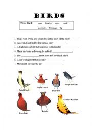 English Worksheet: Birds