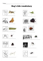 English Worksheet: Bugs Vocabulary - Movie 