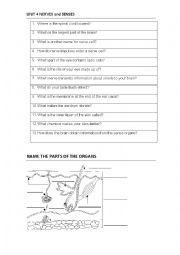 English Worksheet: SCIENCE QUIZ Nervous System and the senses