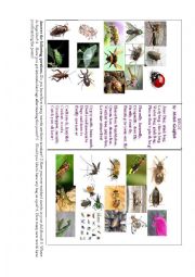 English Worksheet: Bugs ( a poem full of insects)