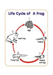 English Worksheet: Life Cycle of A Frog