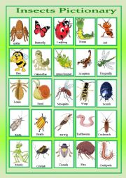 insects pictionary
