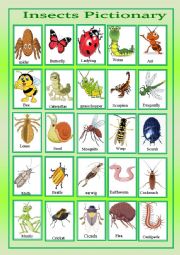 English Worksheet: insects pictionary