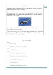 English Worksheet: Whales 